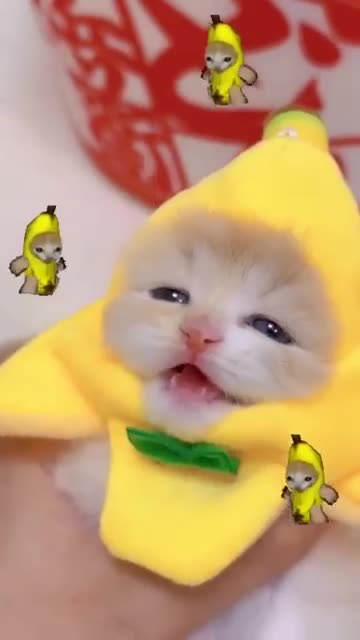 Kitty Rumble Happy cute kitty