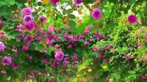 beautiful flowers