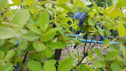 Mayberry, Kamčatska jagoda, Haskap,Medena borovnica,Močvarni plavi orlovi nokti, Lonicera caerulea