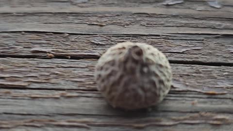 Moving Acorn Cap has surprise