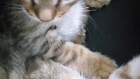 Try not to laugh - Funny kittens playing with each other.