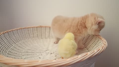 Kittens walking with a little chicken