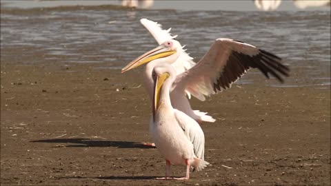 Great white pelican, Lake Nakuru, Kenya Oct 2022