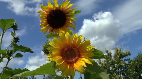 The sun flowers