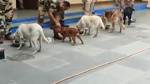 Army dog trening