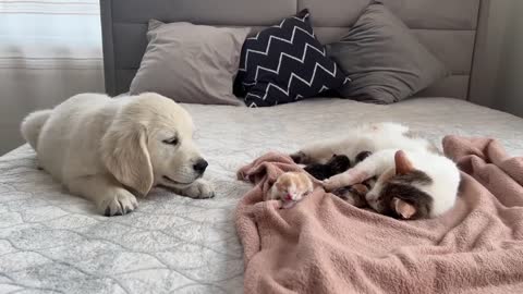 Golden Retriever Puppy Meets Mom Cat with Newborn Kittens for the First Time