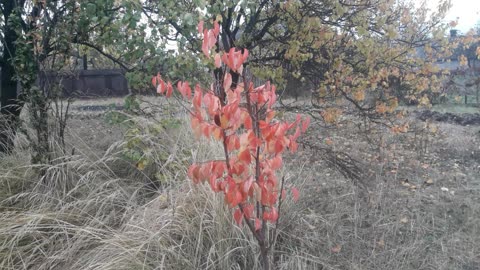 Apricot tree in November