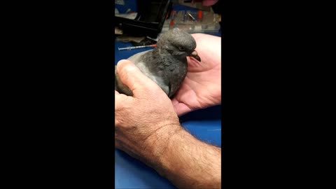 🕊 Crop Feeding A Baby Pigeon