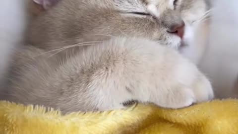 So Cute video 😍😍😍Cats & Kittens🥰🥰🥰 Please Follow Me