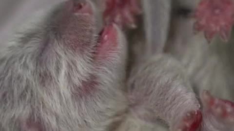 Three days old, otter pups still have pink PAWS