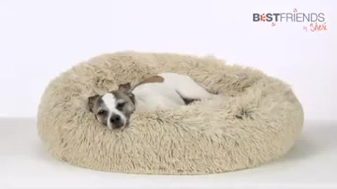 Top best dogs beds