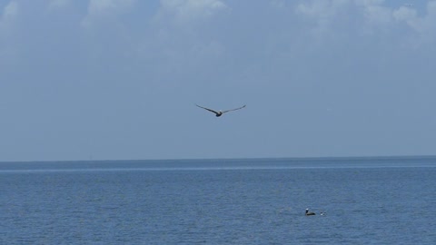 Pelican Bird Slow Motion Nature Wildlife Beak