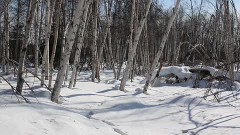 Birch Forest Trekking in Fairbanks, Alaska in April