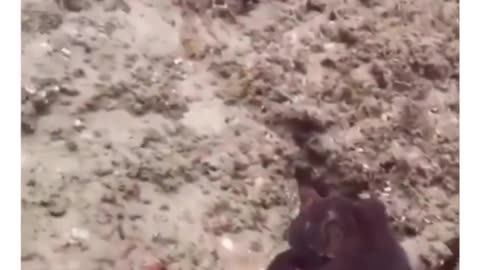 🐙 octopus video