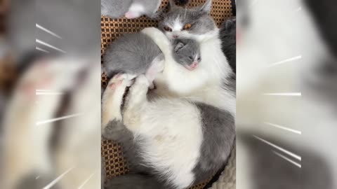 Mom teaches disobedient kitten