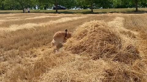 Hiding From My Dog in a HUGE Sunflower Field