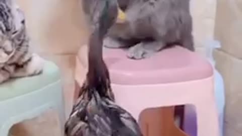 Duck vs cat