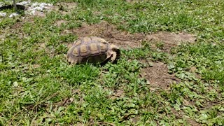 Tortoise vs. Strawberry