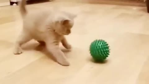 Kitten having fun with the ball