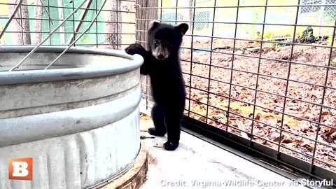 UN-BEAR-ABLY CUTE! Rescued Black Bear Cub Plays at Virginia Wildlife Center