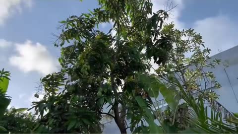 various varieties of superior mango trees that I have