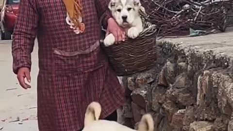 #dog #dogs #funnydog #dogsvideo #dogvideosfunny