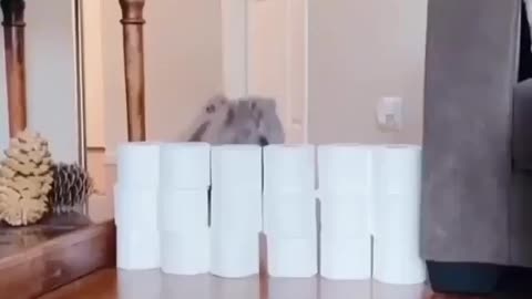 Funny cat tries to jump over tissue rolls