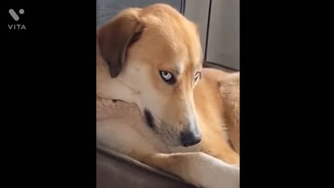 "Pawsitively Hilarious: Cute and Funny Dogs Compilation That Will Make Your Day!"