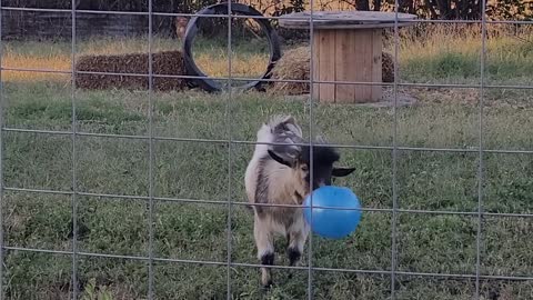 Billy Plays with Blue Ball