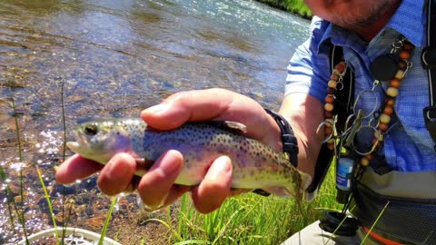 Quarantine Escape - Fly Fishing New Mexico