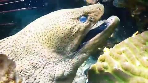 Gigantic Moray Eel #shorts