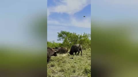 Herd of Buffaloes Tramples Old Male Lion in Epic Battle 😢