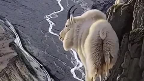 I'm really curious how did the goat get to the middle of the cliff?