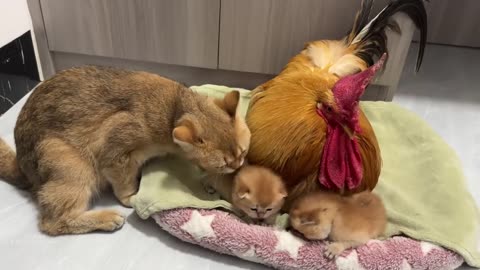 Cat mother entrusts roosters to help raise and care for kittens|so cute