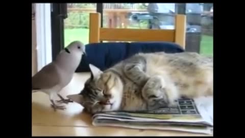 Cat Vs Bird The Translation