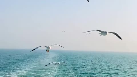 Birds flying background video!! America's got talent birds flying high😱😱