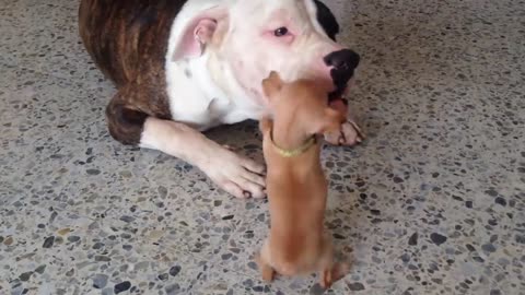 Tiny chihuahua puppy adorably teases sleepy American bulldog