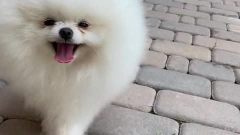 Cute dog running video