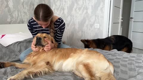 Jealous German Shepherd and Golden Retriever Fight For Mom's Attention