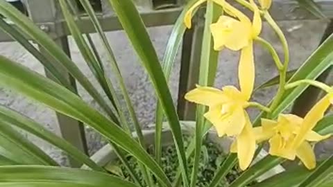 Cymbidium Golden Boy