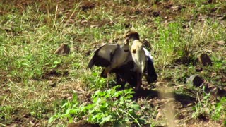 two Birds fighting(Egyptian goose)