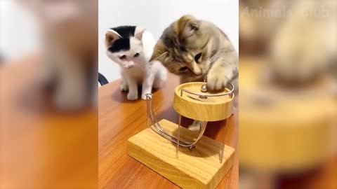 Funny Animals Videos 2022 - Funniest Cats and Dogs Videos