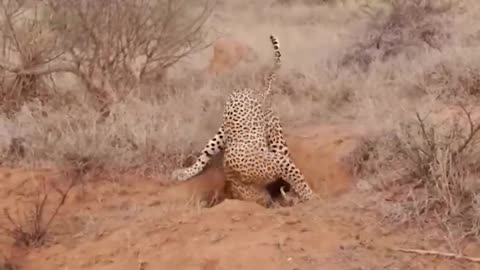 Leopard kills Warthog Wildlife World Channing