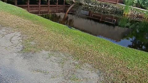 Alligators sunning themselves after days of rain, Naples, Fl 12/26/23