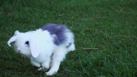 Cute Rabbit ranning on the green land