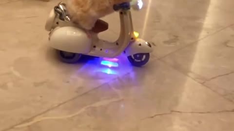 dog sitting on balance bike