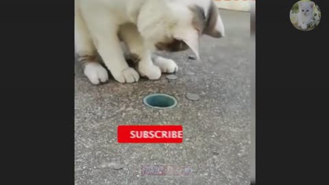 FUNNY CAT AND DOGS CLIPS