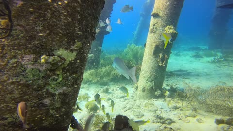 Shore dive at the Salt Pier in Bonaire