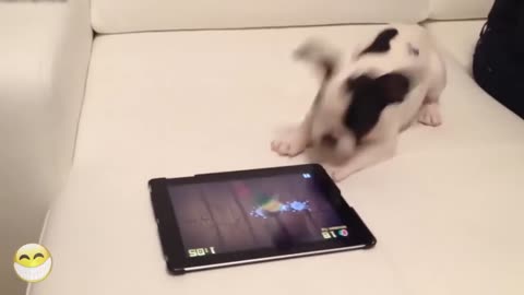 This puppy crash my I pad this so funny