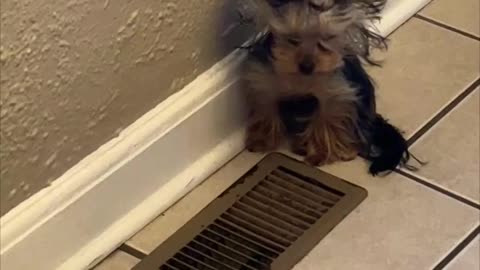 Dog’s Delightful and Cozy Spot Next to an Air Vent